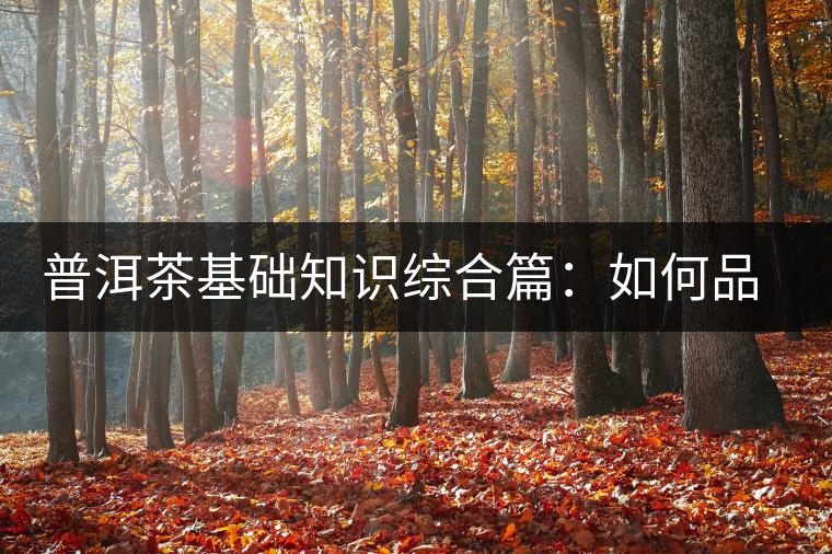 普洱茶基礎(chǔ)知識綜合篇：如何品鑒普洱茶？