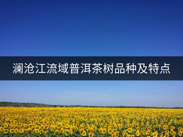 瀾滄江流域普洱茶樹品種及特點 瀾滄江流域普洱茶樹品種及特點