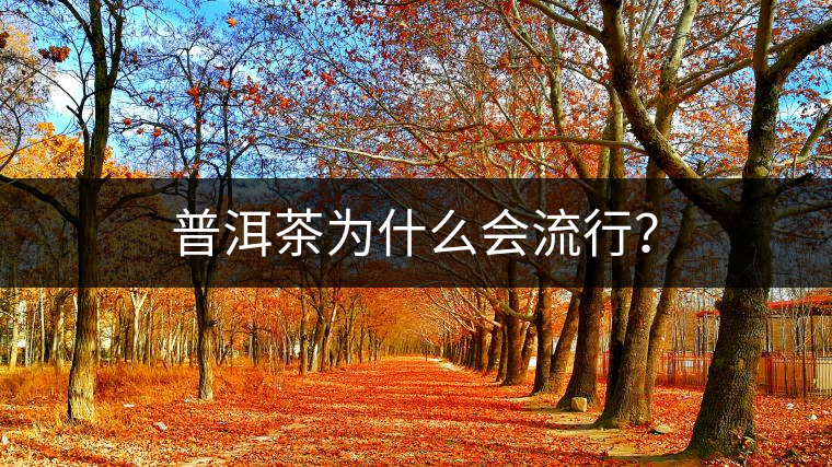 普洱茶為什么會流行？