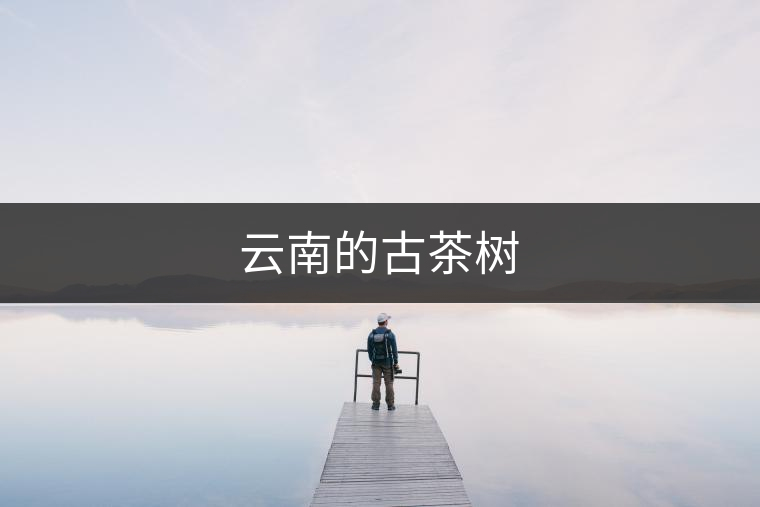 云南的古茶樹