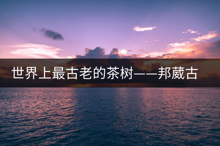 世界上最古老的茶樹(shù)——邦葳古茶樹(shù)
