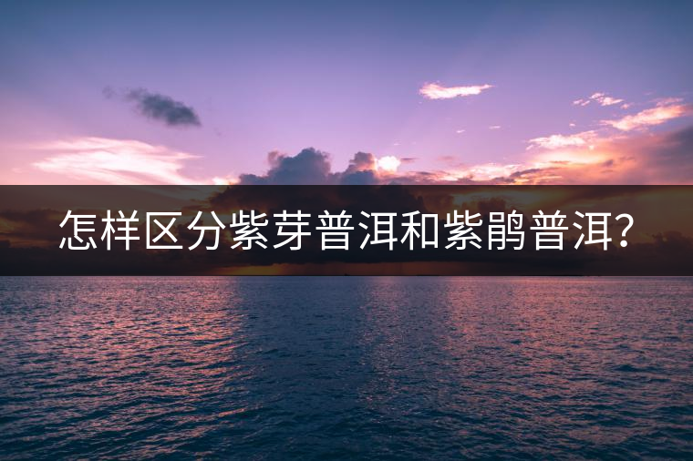 怎樣區(qū)分紫芽普洱和紫鵑普洱？