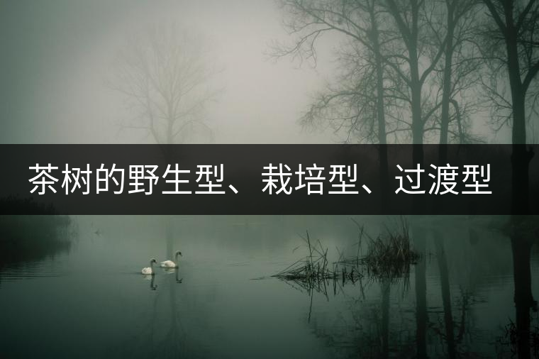 茶樹的野生型、栽培型、過渡型是怎么界定的？