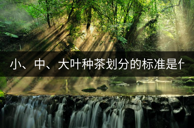 小、中、大葉種茶劃分的標(biāo)準(zhǔn)是什么？