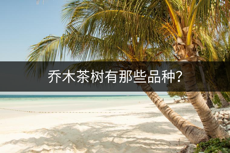 喬木茶樹有那些品種？