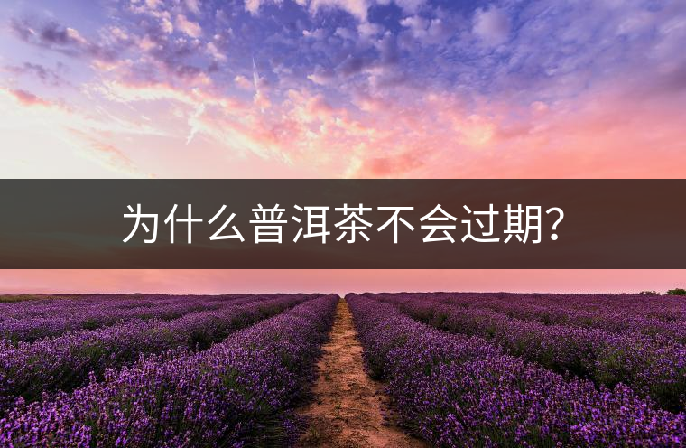 為什么普洱茶不會過期？