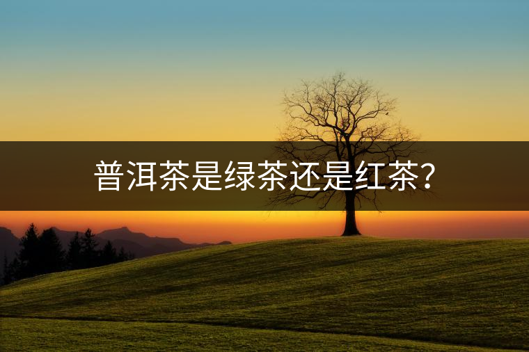 普洱茶是綠茶還是紅茶？