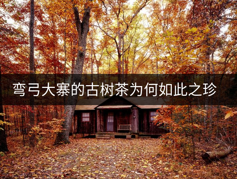 彎弓大寨的古樹(shù)茶為何如此之珍貴？