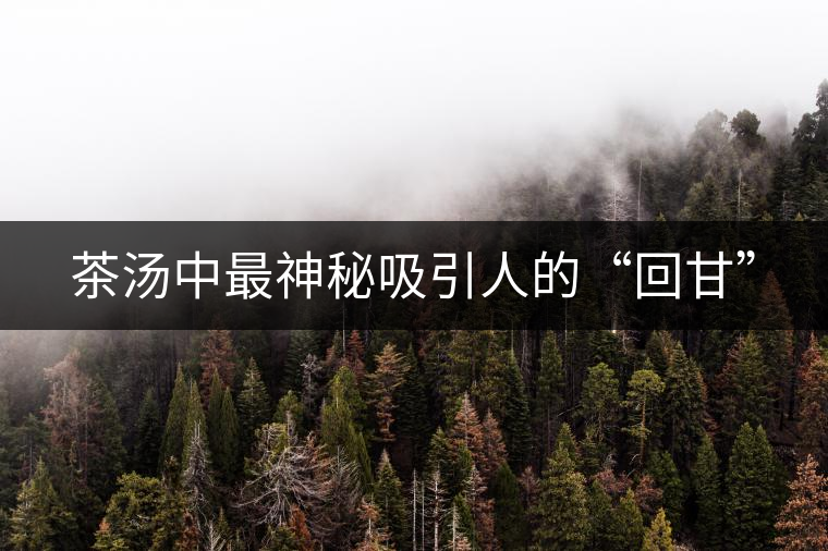 茶湯中最神秘吸引人的“回甘”