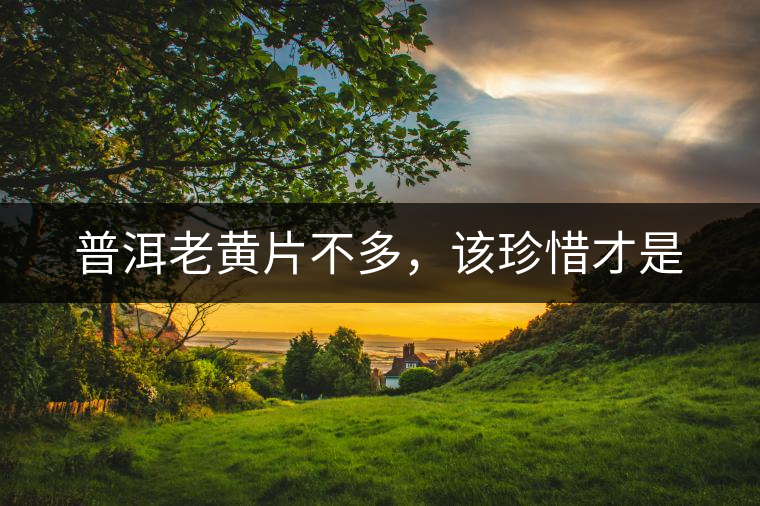 普洱老黃片不多，該珍惜才是