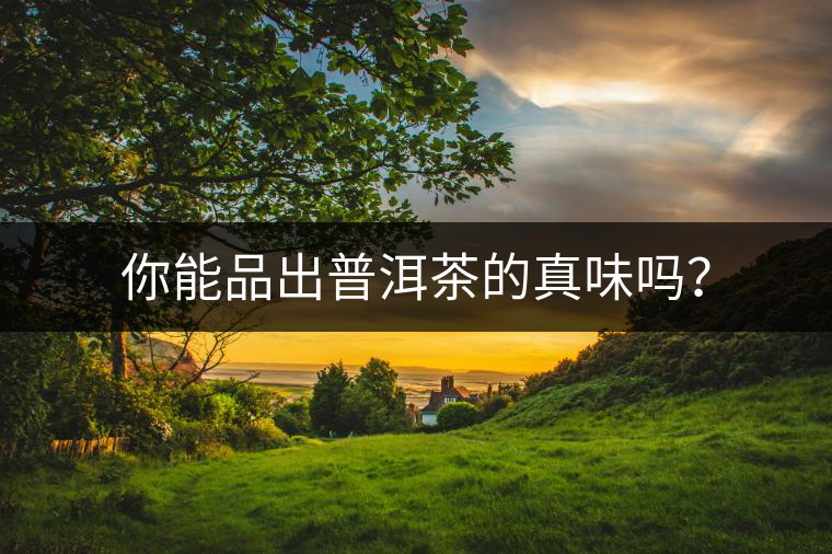 你能品出普洱茶的真味嗎？