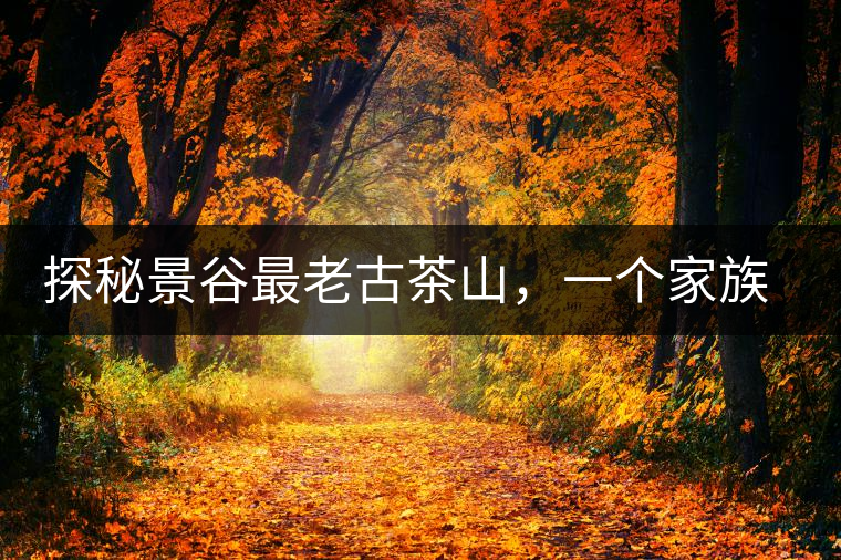 探秘景谷最老古茶山，一個(gè)家族的興茶往事