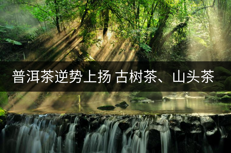 普洱茶逆勢上揚 古樹茶、山頭茶遭“熱捧”
