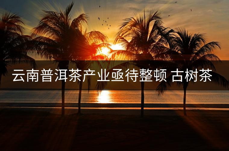 云南普洱茶產(chǎn)業(yè)亟待整頓 古樹(shù)茶葉現(xiàn)狀堪憂