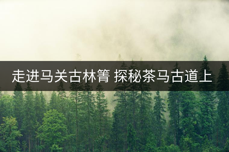 走進馬關古林箐 探秘茶馬古道上的古茶林