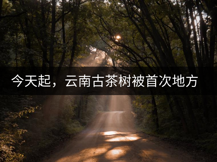 今天起，云南古茶樹被首次地方立法保護(hù)