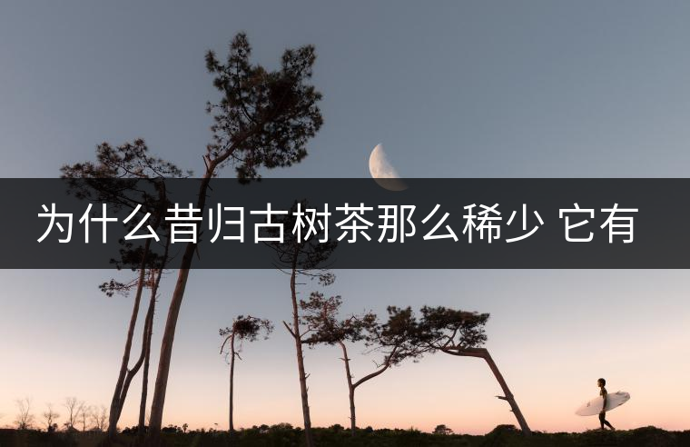 為什么昔歸古樹茶那么稀少 它有什么特點(diǎn)？