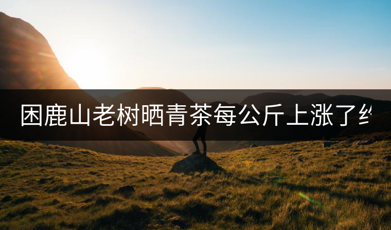 困鹿山老樹(shù)曬青茶每公斤上漲了約1000元