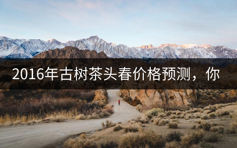 2016年古樹茶頭春價格預測，你怎么看？