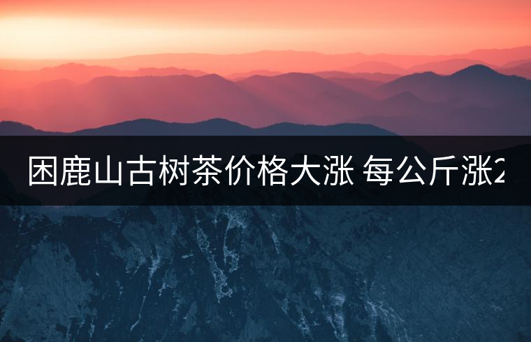 困鹿山古樹茶價(jià)格大漲 每公斤漲2000元