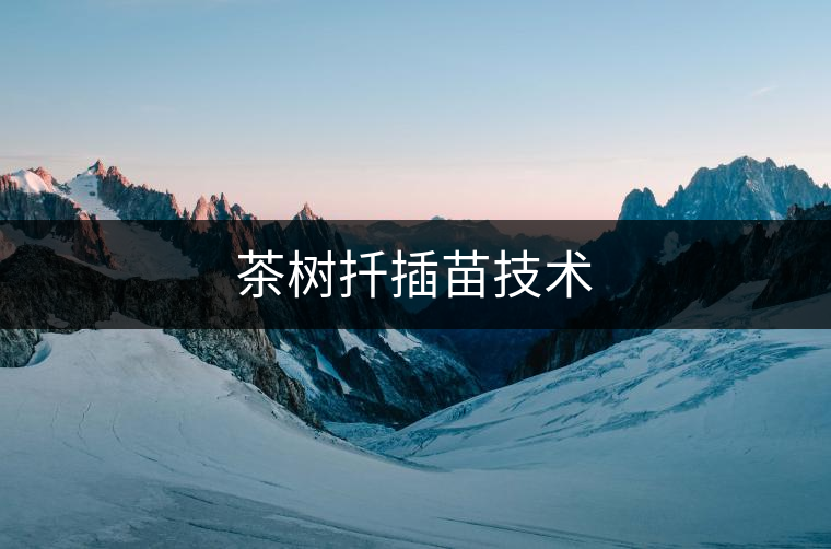 茶樹(shù)扦插苗技術(shù)