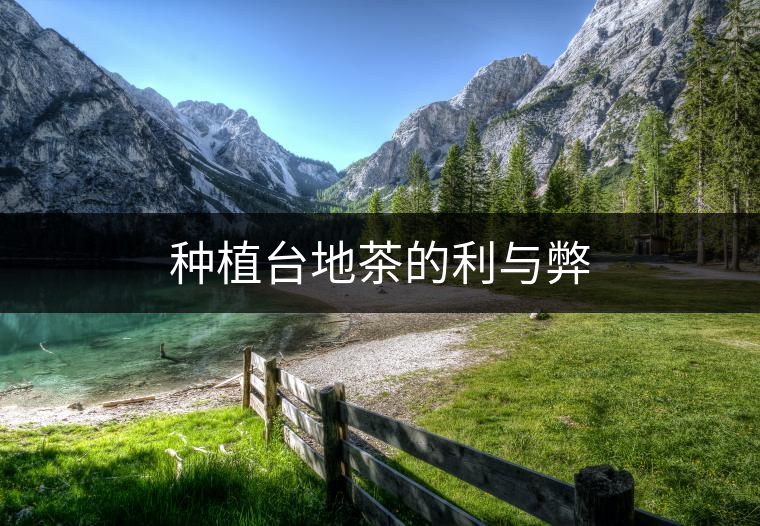 種植臺(tái)地茶的利與弊