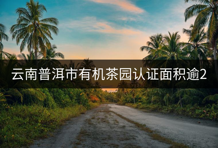 云南普洱市有機茶園認(rèn)證面積逾20萬畝