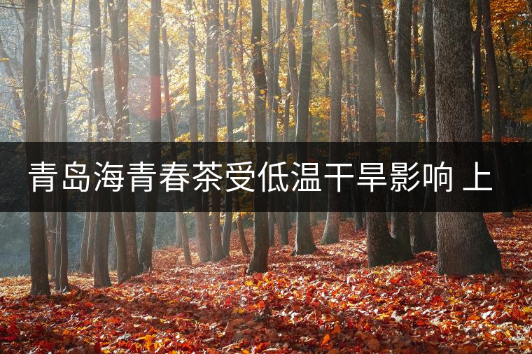 青島海青春茶受低溫干旱影響 上市時間晚半個月