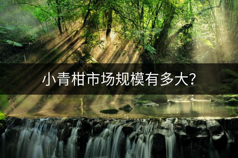 小青柑市場(chǎng)規(guī)模有多大？