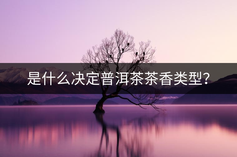 是什么決定普洱茶茶香類型？