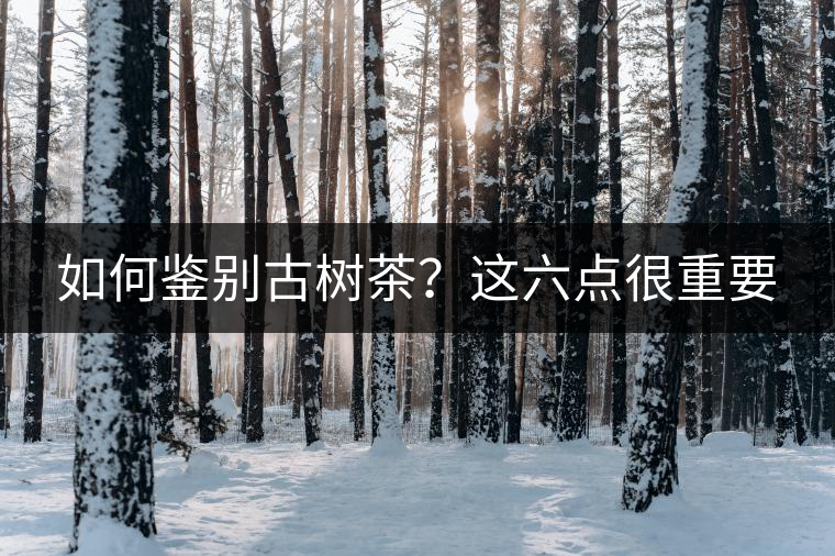 如何鑒別古樹(shù)茶？這六點(diǎn)很重要