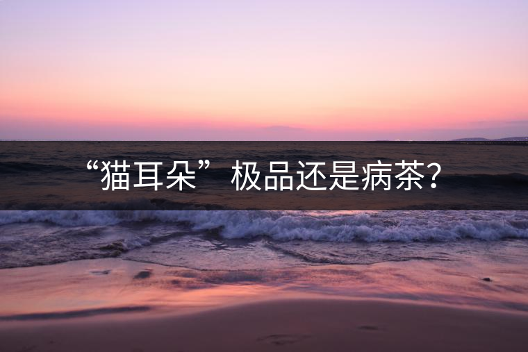 “貓耳朵”極品還是病茶？