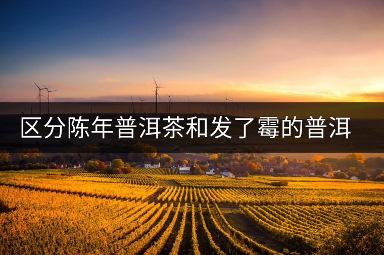 區(qū)分陳年普洱茶和發(fā)了霉的普洱有什么不同？