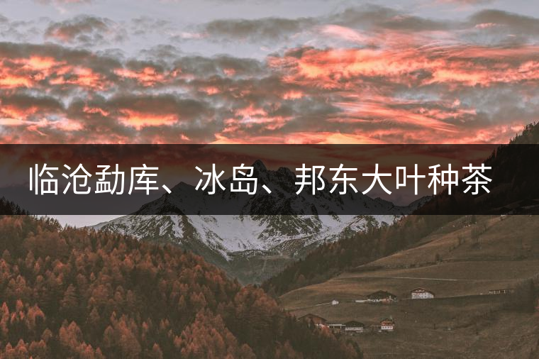 臨滄勐庫(kù)、冰島、邦東大葉種茶的解析