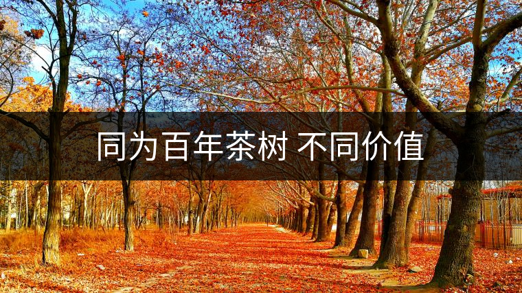 同為百年茶樹 不同價值