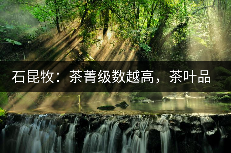 石昆牧：茶菁級(jí)數(shù)越高，茶葉品質(zhì)就越好？