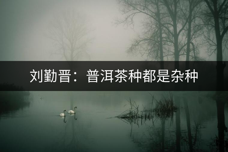 劉勤晉：普洱茶種都是雜種