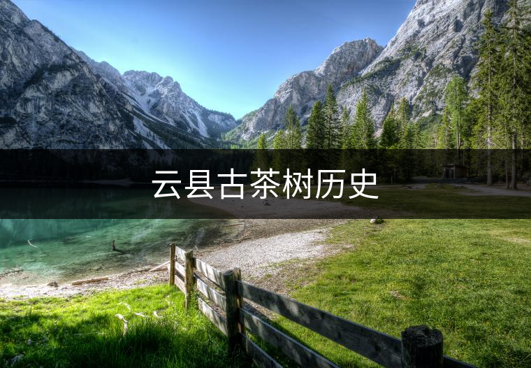 云縣古茶樹(shù)歷史