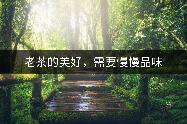老茶的美好，需要慢慢品味