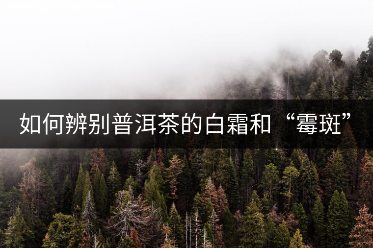 如何辨別普洱茶的白霜和“霉斑”？