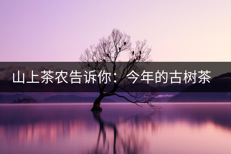 山上茶農告訴你：今年的古樹茶為什么那么貴？