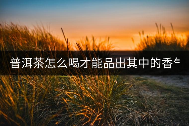 普洱茶怎么喝才能品出其中的香氣？