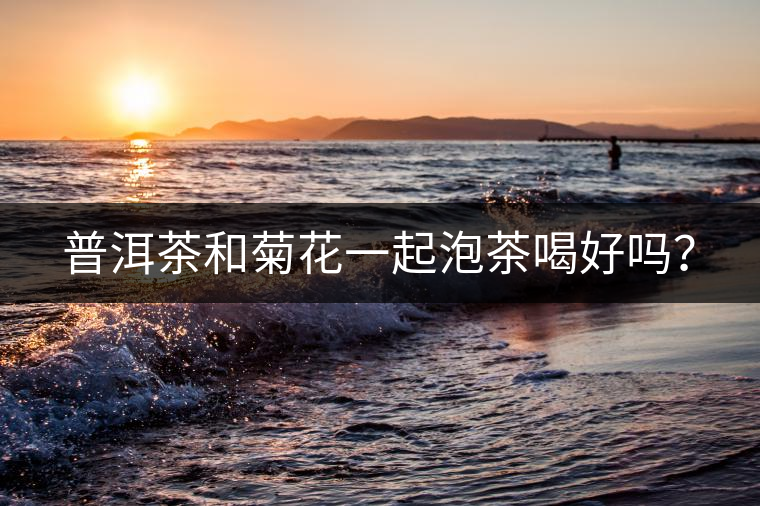 普洱茶和菊花一起泡茶喝好嗎？