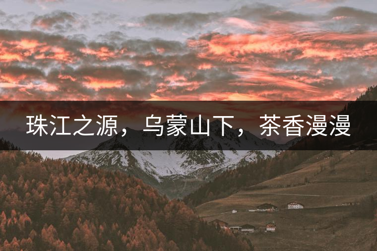 珠江之源，烏蒙山下，茶香漫漫