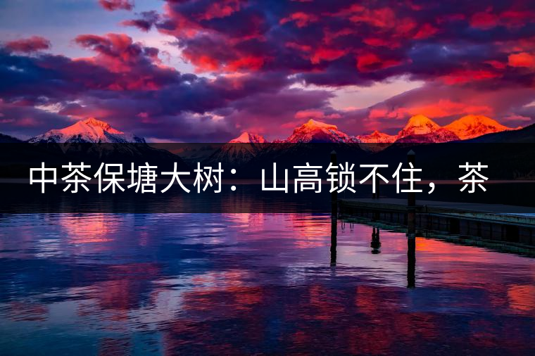 中茶保塘大樹：山高鎖不住，茶好名自傳