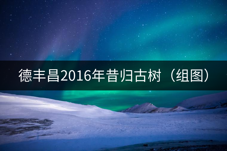德豐昌2016年昔歸古樹(shù)(組圖) 德豐昌2016年昔歸古樹(shù)(組圖)