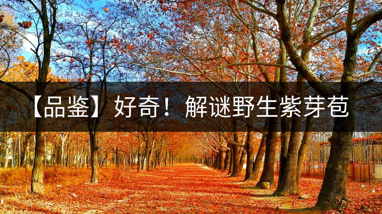 【品鑒】好奇！解謎野生紫芽苞的口感