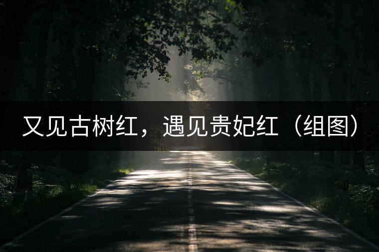 又見古樹紅，遇見貴妃紅（組圖）