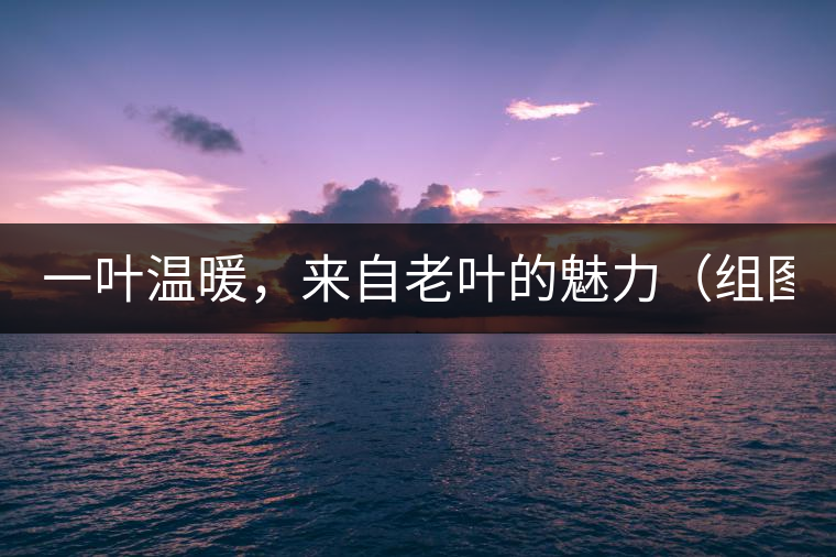 一葉溫暖，來(lái)自老葉的魅力（組圖）