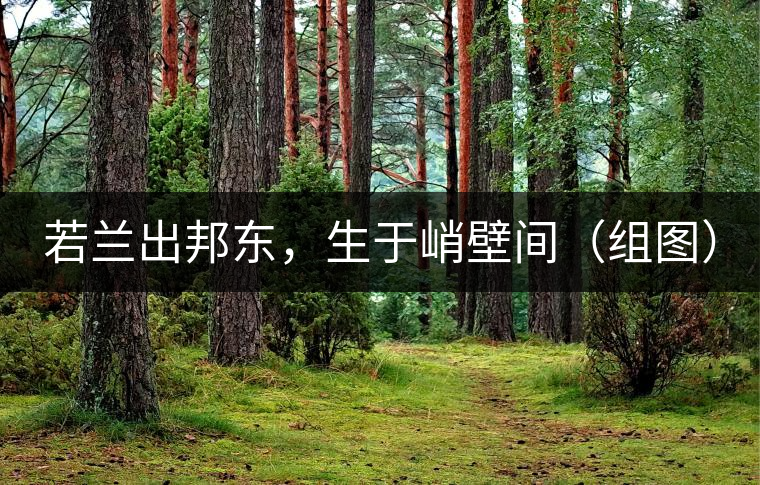 若蘭出邦東，生于峭壁間（組圖）